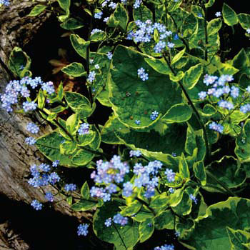 ブルンネラ：マクロフィラ ハドスペンクリーム3.5号ポット2株セット