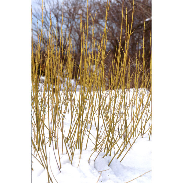 [26年2月中下旬予約]オウゴンミズキ(黄金ミズキ）4号ポット