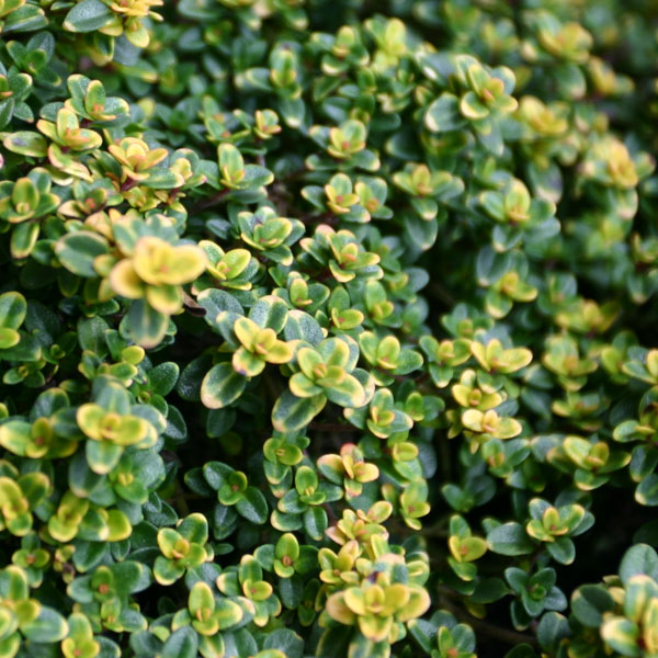 タイム（ほふく性）：ドーンバレータイム3号ポット6株セット