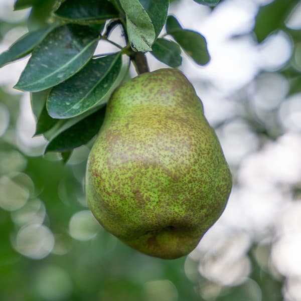 セイヨウナシ（西洋梨）：ラ・フランス4～5号ポット＊＊