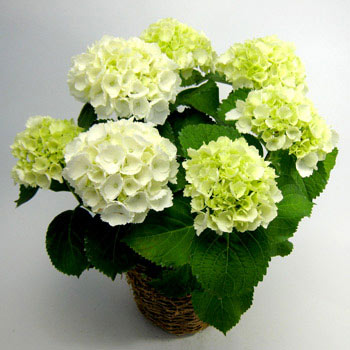 あじさい アジサイ：シュガーホワイト 5号鉢植え の通販 | 園芸ネット