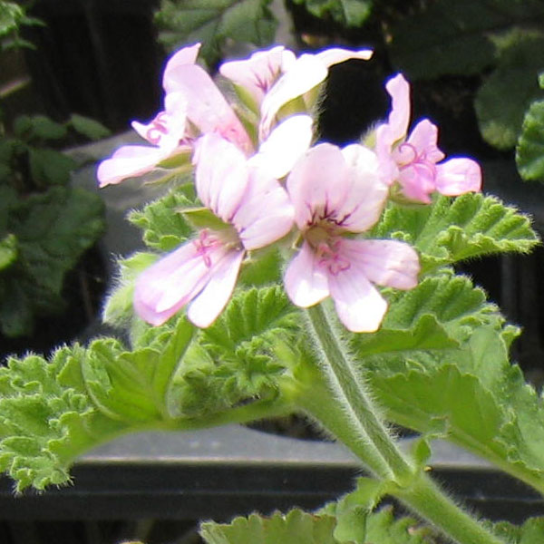 ニオイゼラニウム：アッターオブローズ（ローズゼラニウム）3号ポット