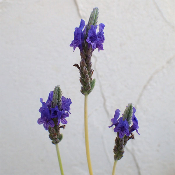 レースラベンダー：スターマイン3.5号ポット2株セット