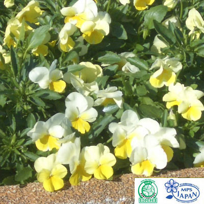 [09秋苗予約]軽井沢パンジー：よく咲くスミレレモネード 3.5号ポット4株セット