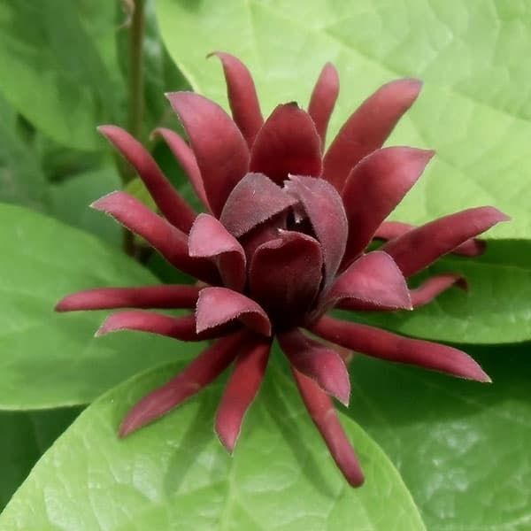 クロバナロウバイ6号ポット