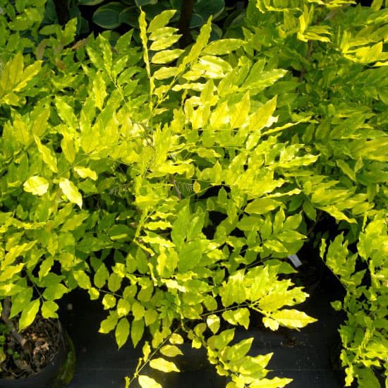 フジ（藤）：ゴールデンシャワー6号ポット