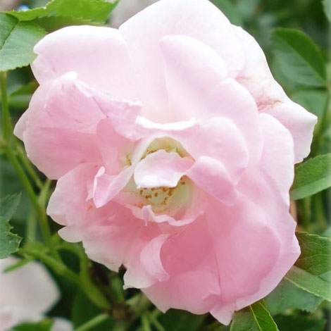 [送料無料]つるバラ：ピンクサマースノー（スプリングパル・春がすみ）長尺仕立て6号ポット