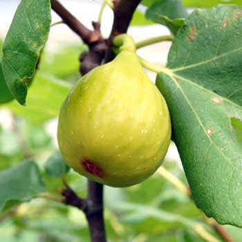 イチジク：ロイヤルビンヤード4-5号ポット