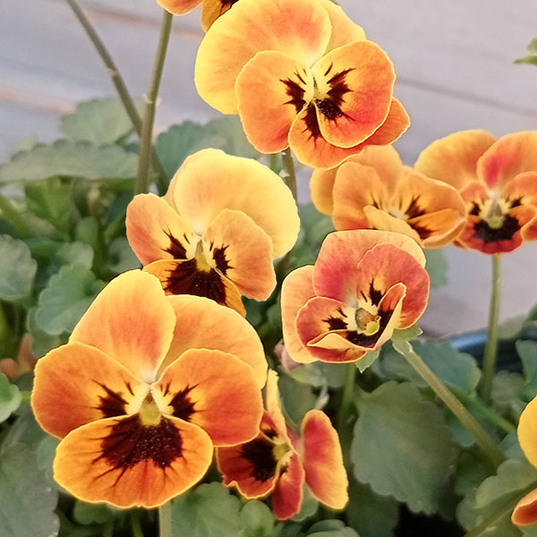 園芸ネット本店｜見元園芸さんのビオラ：金のコアラ3-3.5号ポット2株