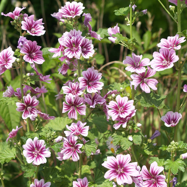 マルバ：シルベストリス ゼブリナ3～3.5号ポット2株セット の通販  