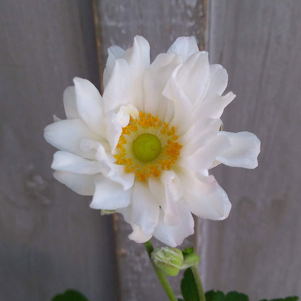[26年8月下旬予約]シュウメイギク（秋明菊）：白花八重4号鉢植え