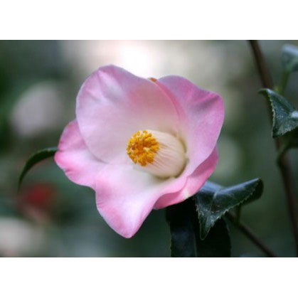 椿（ツバキ）：秀蘭（シュウラン）4号ポット