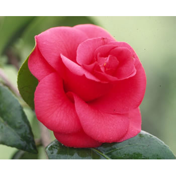 ツバキ（椿）：雲珠（うず）4号ポット