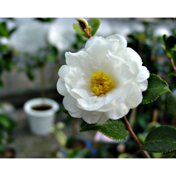 ツバキ（椿）：菊花茶（キクカチャ）4号ポット