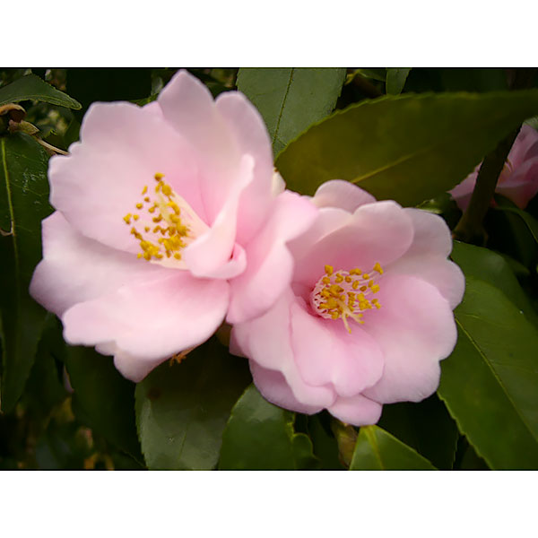 ツバキ（椿）：港の華（みなとのはな）4号ポット