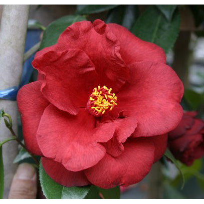 椿（ツバキ）：ロイヤル・ベルベット4号ポット