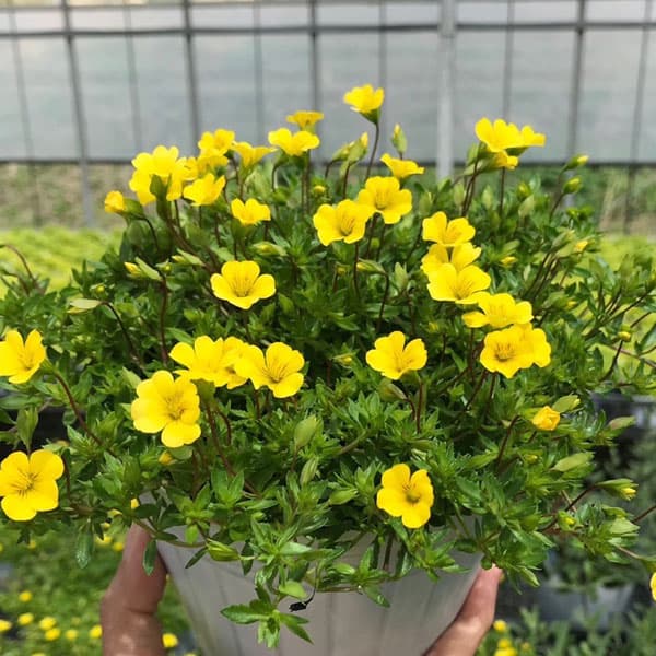 メカルドニア：モンフレール3号ポット