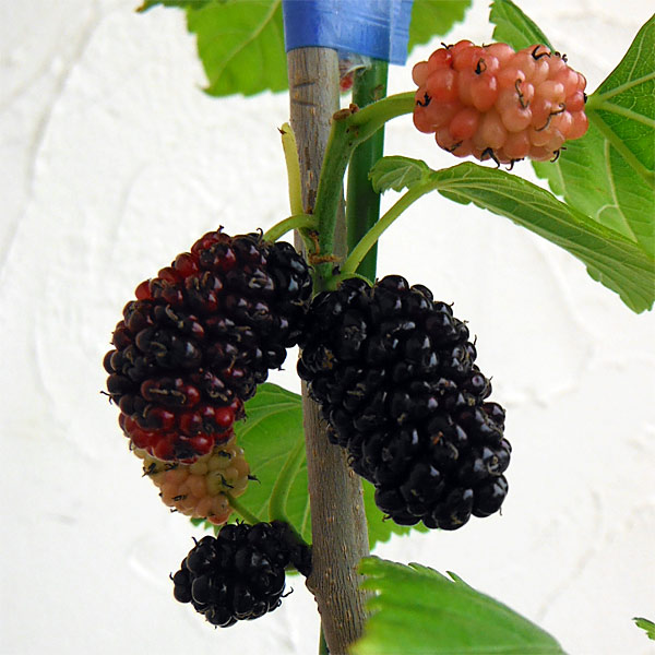 マルベリー（桑）：カタネオ5号ポット＊