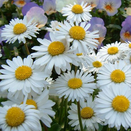 イングリッシュデージー3-3.5号ポット2株セット