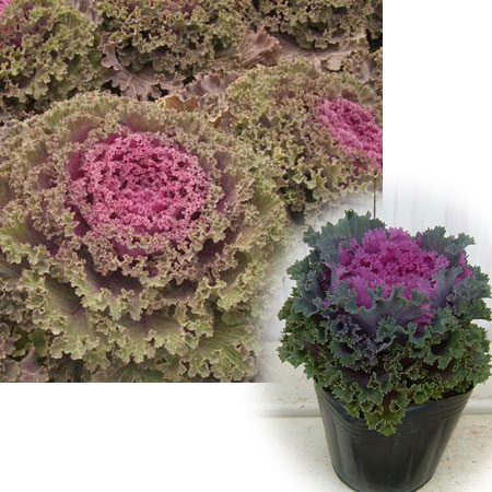 ハボタン：紅すずめ3.5号ポット2株セット