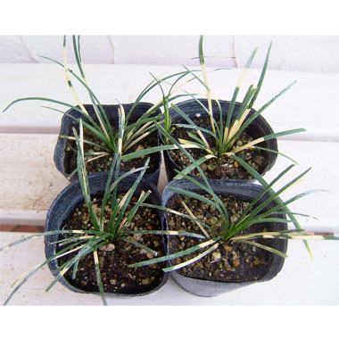 園芸ネット本店｜リュウノヒゲ：虎竜2.5号ポット4株セット の通販【公式】