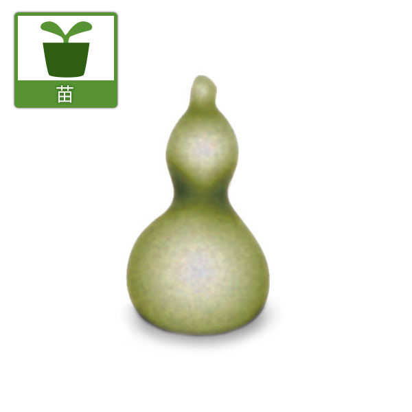 ひょうたん：大兵丹（大瓢箪）2.5-3.5号ポット（観賞用）