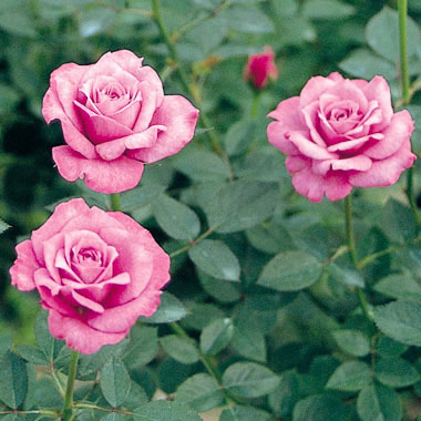 ミニバラ：オード・トワレ新苗