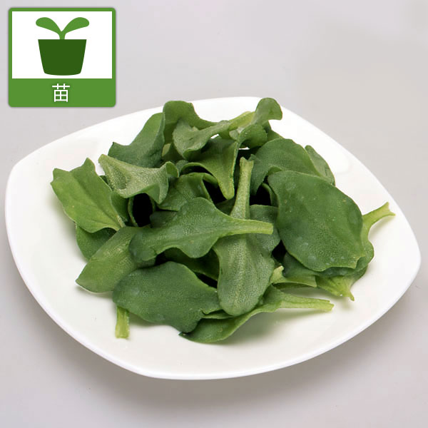 アイスプラント3号ポット苗*4株セット