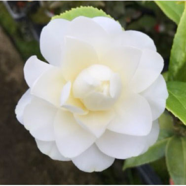 椿（ツバキ）：スワンレイク4号ポット