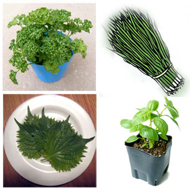 香味野菜ページ 園芸ネット本店｜香味野菜4種セット の通販【公式】