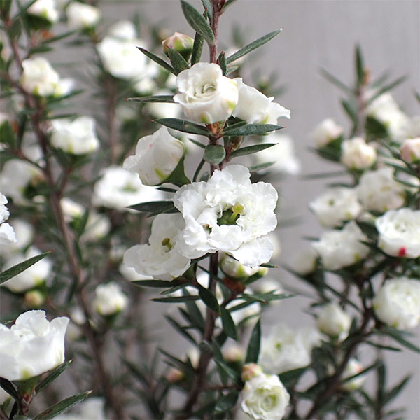 ギョリュウバイ：白八重3.5号ポット