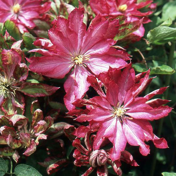 クレマチス:花炎4号ポット(八重咲・大輪系)k