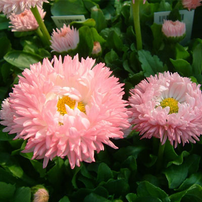 デージー：チロリアンデージー　ピンク3.5号ポット