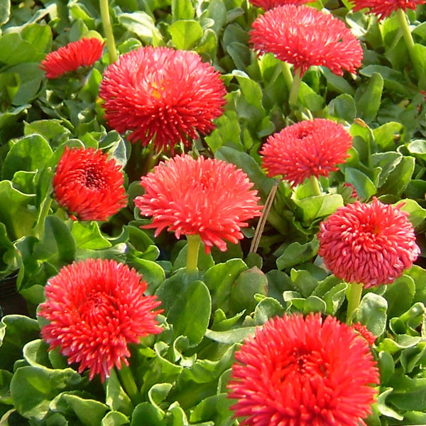 デージー：チロリアンデージー　レッド3.5号ポット