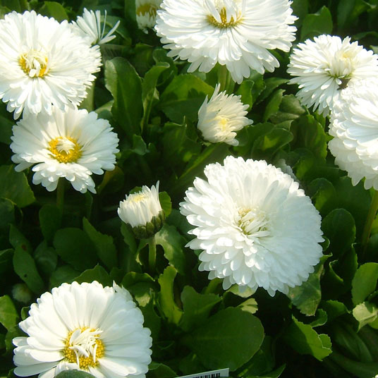 デージー：チロリアンデージー　ホワイト3.5号ポット4株セット