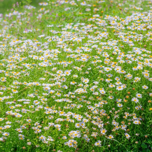 [送料無料]カモミール：ローマンカモミール3号ポット24株セット