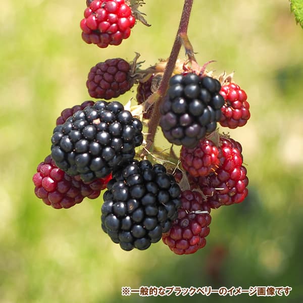 木いちご（キイチゴ）：ブラックベリー ジャンボ5号ポット