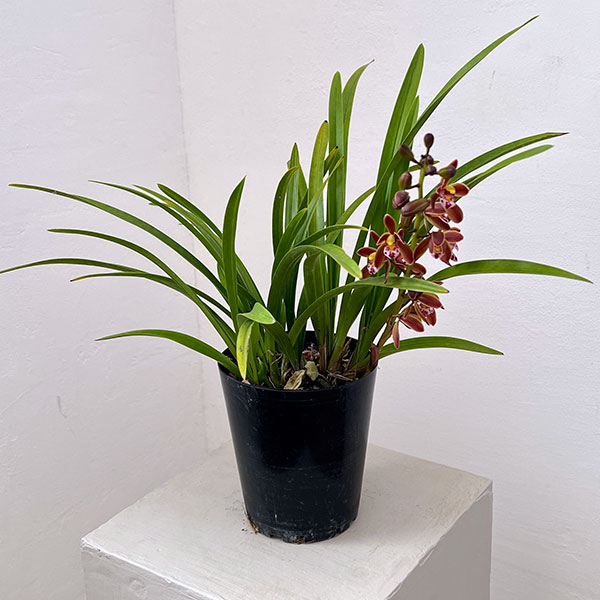 東洋蘭：金稜辺（キンリョウヘン）4号ポット3株セット