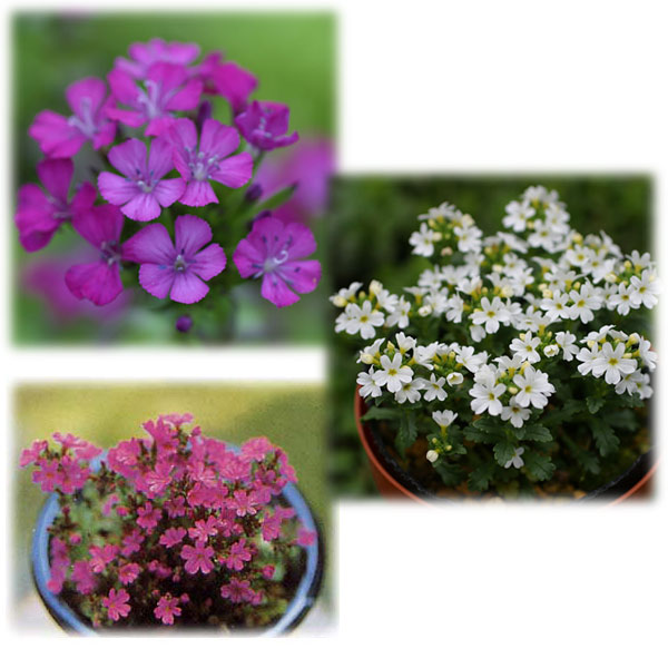 イワカラクサ（エリヌス・アルピナス）：2.5-3号ポット3色3株セット