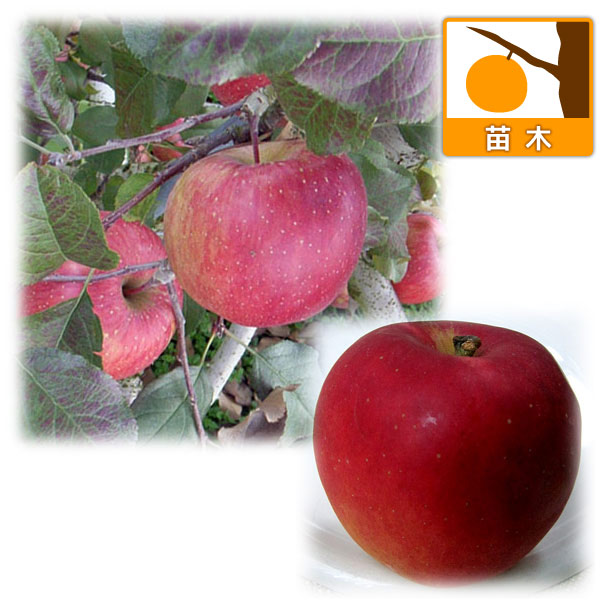 リンゴ2種受粉樹セット：ふじ（富士）と紅玉（こうぎょく）
