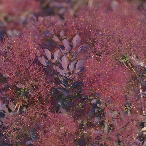 スモークツリー：ルブリフォリア4.5～5号ポット