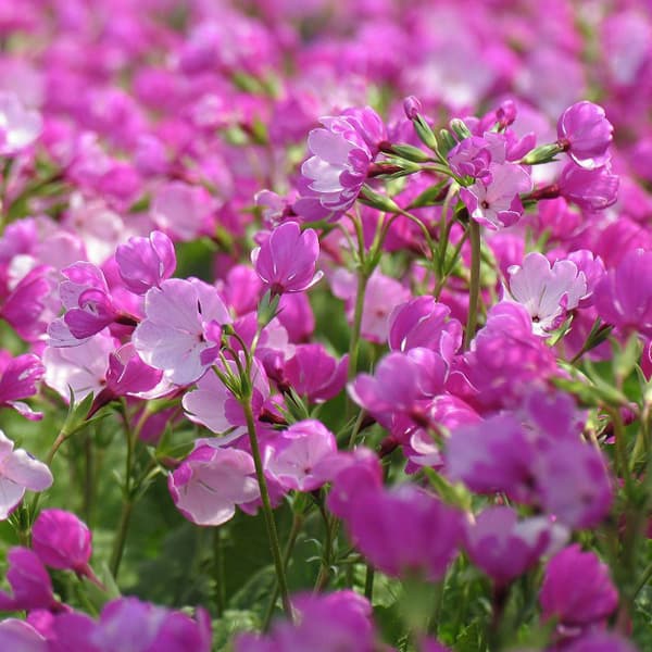 日本サクラソウ（桜草）：銀覆輪3号ポット