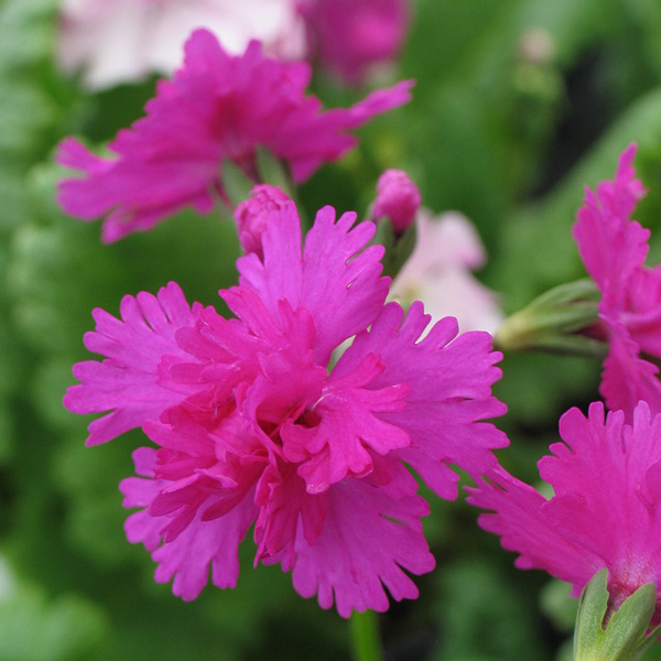 日本サクラソウ（桜草）八重咲き：夕景色（ゆうげしき）2.5-3号ポット