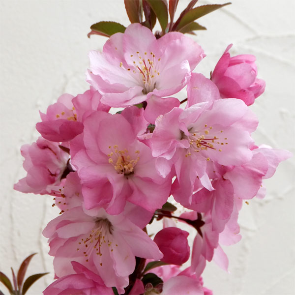 [26年2月中下旬予約]ハナカイドウ（海棠・マルス）7号ポット