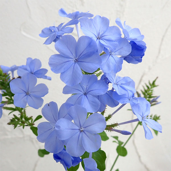 ルリマツリ　ブルペンバコ プルンバーゴ（ルリマツリ）：エスカペード ブルー3～3.5号