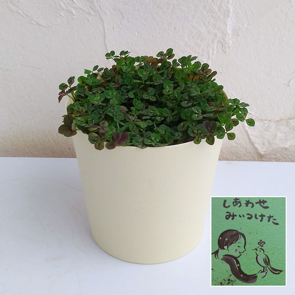 [26年1月中下旬予約]クローバー：四つ葉のクローバー・グリーン（しあわせ　みぃつけた）3.5号ポット