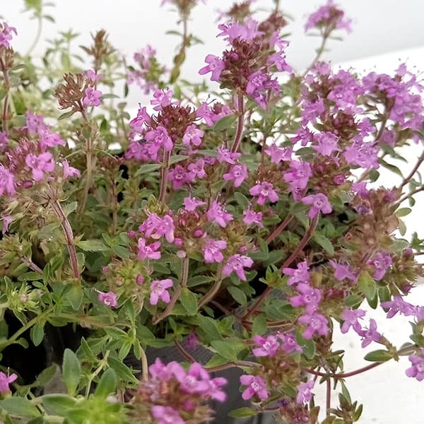 [送料無料]タイム：クリーピングタイム赤花3号ポット24株セット