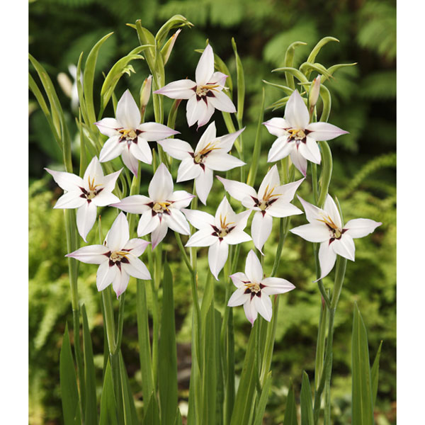 [26年2月中下旬予約]アシダンテラ（アキダンセラ）4球芽出しポット苗