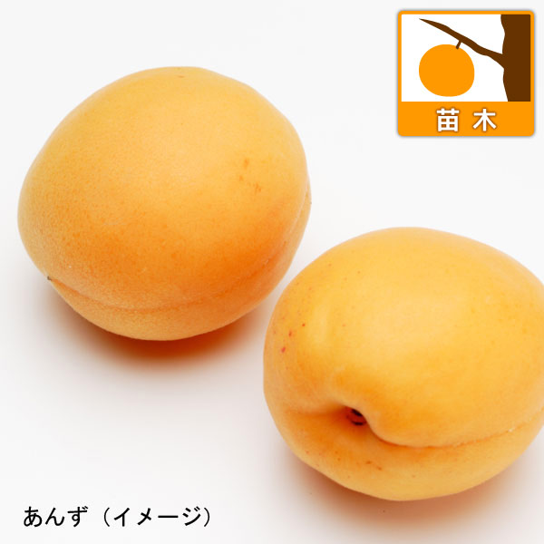 アンズ（杏）：おひさまコット4～5号ポット＊