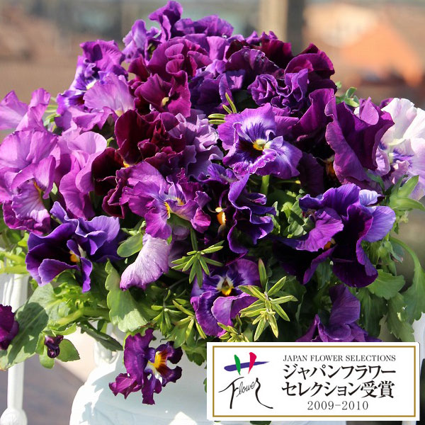 パンジー：ムーランフリルビオレッタ3.5号ポット3株セット